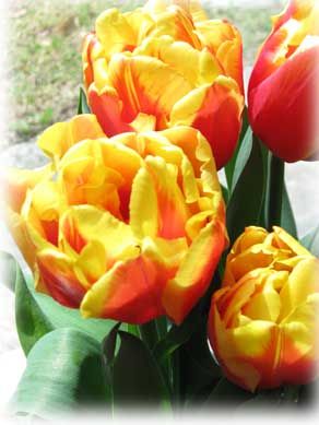 Red & Yellow Tulips