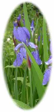 Purple Irises after Rain