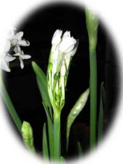 PaperWhites in bud